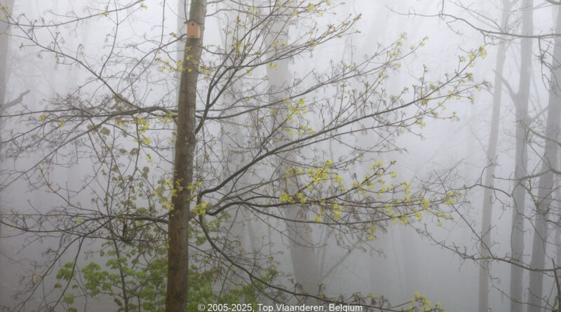 GPS: 50°46'40.5228" N 2°48'46.2312" E Altitude: 222,9 m - België -  -  Heuvelland -  -   -  -