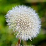GPS: 50°46'33.1968" N 2°48'36.9612" E Altitude: 117,4 m - België -  -  Heuvelland -  -   -  -