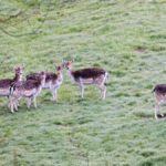 GPS: 50°46'41.376" N 2°48'45.18" E Altitude: 167,1 m - België -  -  Heuvelland -  -   -  -