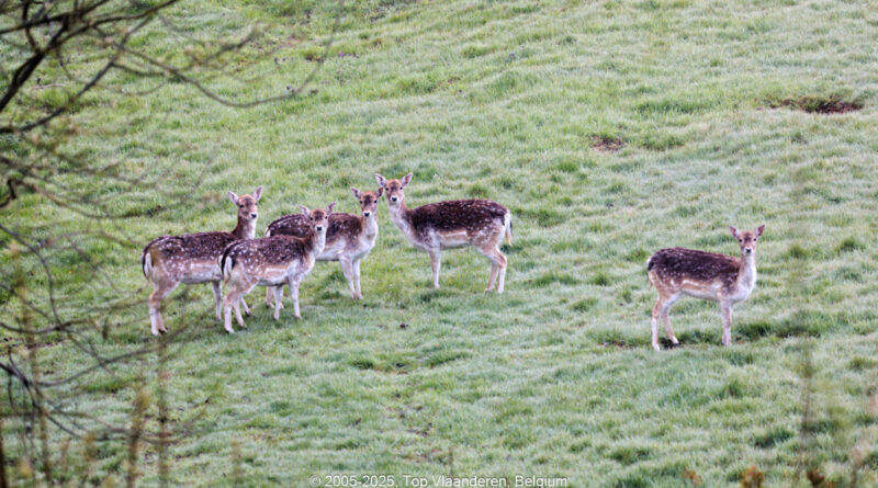 GPS: 50°46'41.376" N 2°48'45.18" E Altitude: 167,1 m - België -  -  Heuvelland -  -   -  -