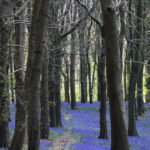 GPS: 50°46'39.5148" N 2°48'52.3368" E Altitude: 182,2 m - België -  -  Heuvelland -  -   -  -