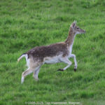 GPS: 50°46'36.93" N 2°48'49.068" E Altitude: -11,2 m - België -  -  Heuvelland -  -   -  -