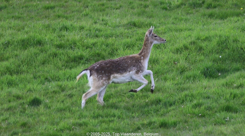 GPS: 50°46'36.93" N 2°48'49.068" E Altitude: -11,2 m - België -  -  Heuvelland -  -   -  -