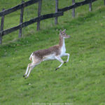 GPS: 50°46'36.93" N 2°48'49.068" E Altitude: -11,2 m - België -  -  Heuvelland -  -   -  -