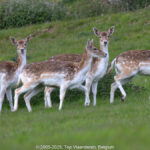 GPS: 50°46'36.93" N 2°48'49.068" E Altitude: -11,2 m - België -  -  Heuvelland -  -   -  -