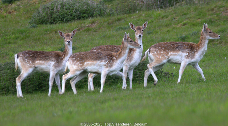GPS: 50°46'36.93" N 2°48'49.068" E Altitude: -11,2 m - België -  -  Heuvelland -  -   -  -