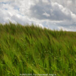 GPS: 50°48'40.5648" N 2°47'14.1" E Altitude: 0,0 m -  -  -   -  -   -  -