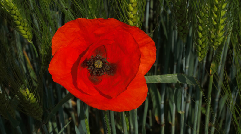GPS: 50°47'54.3948" N 2°47'23.352" E Altitude: 54,6 m -  -  -   -  -   -  -