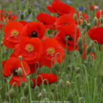 GPS: 50°55'43.8672" N 2°51'18.882" E Altitude: 17,7 m -  -  -   -  -   -  -