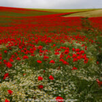 GPS: 50°27'11.43" N 1°50'23.118" E Altitude: 47,5 m -  -  -   -  -   -  -