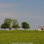 GPS: 50°53'6.4608" N 2°54'12.798" E Altitude: 46,9 m -  -  -   -  -   -  -