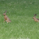 GPS: 50°55'4.044" N 2°53'37.4172" E Altitude: 9,2 m -  -  -   -  -   -  -