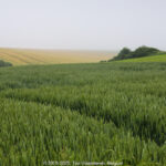 GPS: 50°54'45.9252" N 1°42'7.1208" E Altitude: 55,9 m -  -  -   -  -   -  -