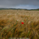 GPS: 50°51'42.174" N 1°37'21" E Altitude: 53,1 m -  -  -   -  -   -  -