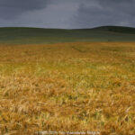 GPS: 50°53'58.758" N 1°41'0.3228" E Altitude: 34,7 m -  -  -   -  -   -  -