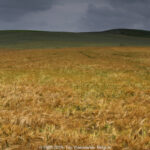 GPS: 50°53'58.758" N 1°41'0.3228" E Altitude: 34,7 m -  -  -   -  -   -  -