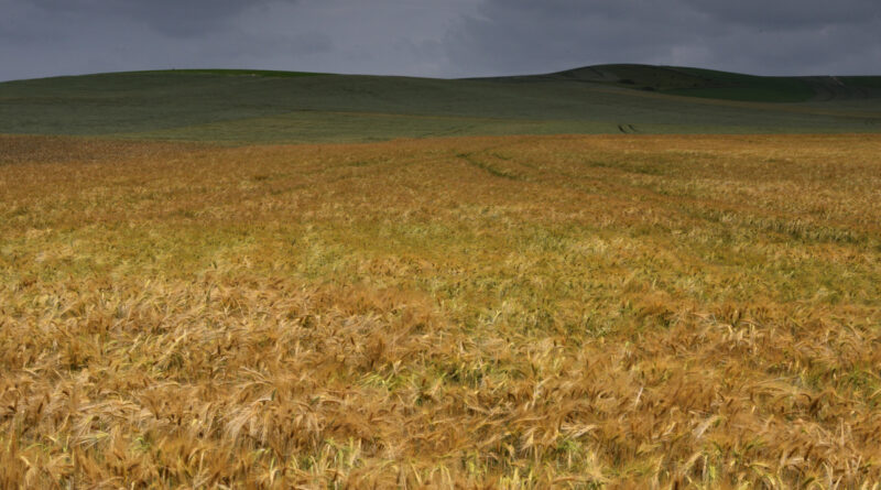 GPS: 50°53'58.758" N 1°41'0.3228" E Altitude: 34,7 m -  -  -   -  -   -  -