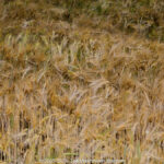 GPS: 50°53'58.758" N 1°41'0.3228" E Altitude: 34,7 m -  -  -   -  -   -  -