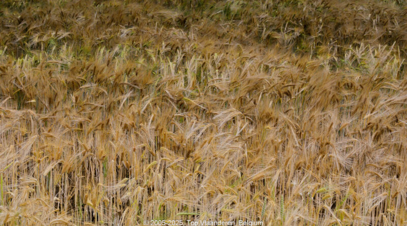 GPS: 50°53'58.758" N 1°41'0.3228" E Altitude: 34,7 m -  -  -   -  -   -  -