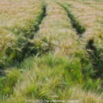 GPS: 50°47'54.3192" N 2°47'23.154" E Altitude: 58,3 m -  -  -   -  -   -  -