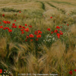 GPS: 50°47'54.186" N 2°47'24.1512" E Altitude: 84,3 m -  -  -   -  -   -  -