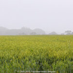 GPS: 50°54'14.3172" N 2°52'5.6352" E Altitude: 24,6 m -  -  -   -  -   -  -