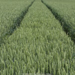GPS: 50°45'57.87" N 2°55'56.658" E Altitude: 45,8 m -  -  -   -  -   -  -