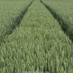 GPS: 50°45'57.87" N 2°55'56.658" E Altitude: 45,8 m -  -  -   -  -   -  -