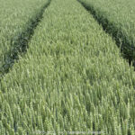 GPS: 50°45'57.87" N 2°55'56.658" E Altitude: 45,8 m -  -  -   -  -   -  -