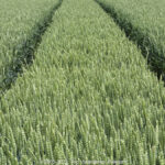 GPS: 50°45'57.87" N 2°55'56.658" E Altitude: 45,8 m -  -  -   -  -   -  -
