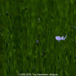 GPS: 50°45'53.1252" N 2°55'20.478" E Altitude: 51,3 m -  -  -   -  -   -  -