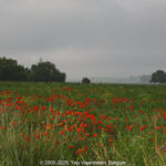 GPS: 50°51'45.864" N 2°55'26.4648" E Altitude: 44,3 m -  -  -   -  -   -  -