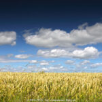 GPS: 50°59'34.3752" N 2°36'7.848" E Altitude: 3,2 m -  -  -   -  -   -  -