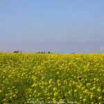 GPS: 51°0'17.784" N 2°38'52.512" E Altitude: 34,0 m -  -  -   -  -   -  -