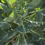 GPS: 51°0'8.6868" N 2°39'8.1972" E Altitude: 13,9 m -  -  -   -  -   -  -