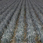 GPS: 51°0'3.6648" N 2°55'25.9788" E Altitude: 86,1 m -  -  -   -  -   -  -