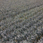 GPS: 51°0'3.618" N 2°55'25.0032" E Altitude: 84,1 m -  -  -   -  -   -  -