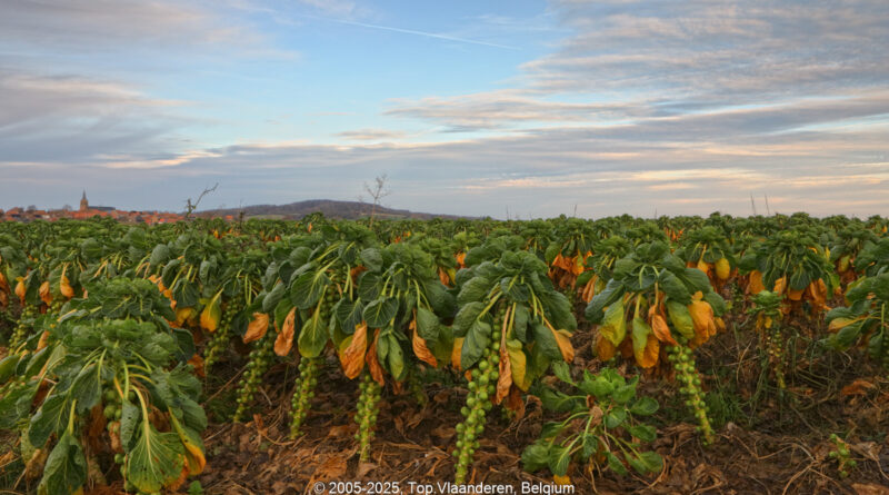 GPS: 50°45'31.7988" N 2°46'37.0488" E Altitude: 32,0 m -  -  -   -  -   -  -