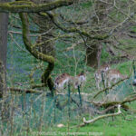 GPS: 50°46'41.6208" N 2°48'44.4132" E Altitude: 146,1 m - België -  -  Heuvelland -  -   -  -