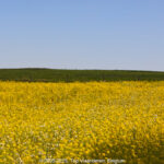 GPS: 50°48'0.18" N 2°42'33.1452" E Altitude: 72,6 m -  -  -   -  -   -  -