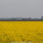 GPS: 51°2'5.0028" N 2°32'25.2708" E Altitude: 0,0 m -  -  -   -  -   -  -