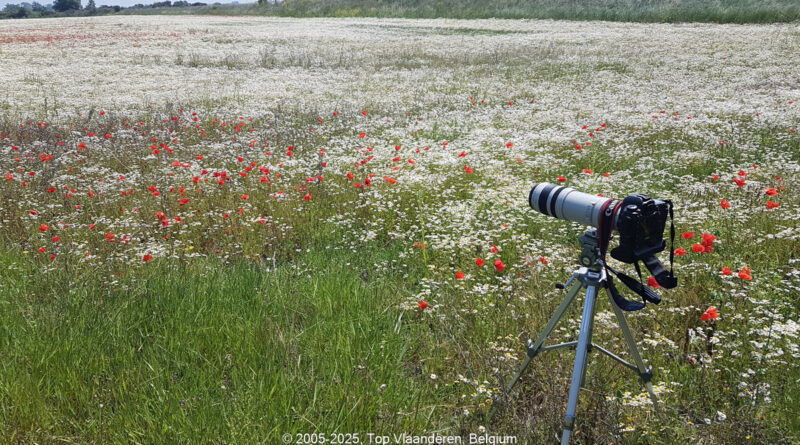 GPS: 50°59'44.0016" N 2°11'30.0012" E Altitude: 74,0 m -  -  -   -  -   -  -