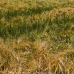 GPS: 50°56'40.9848" N 2°21'34.002" E Altitude: 32,3 m -  -  -   -  -   -  -