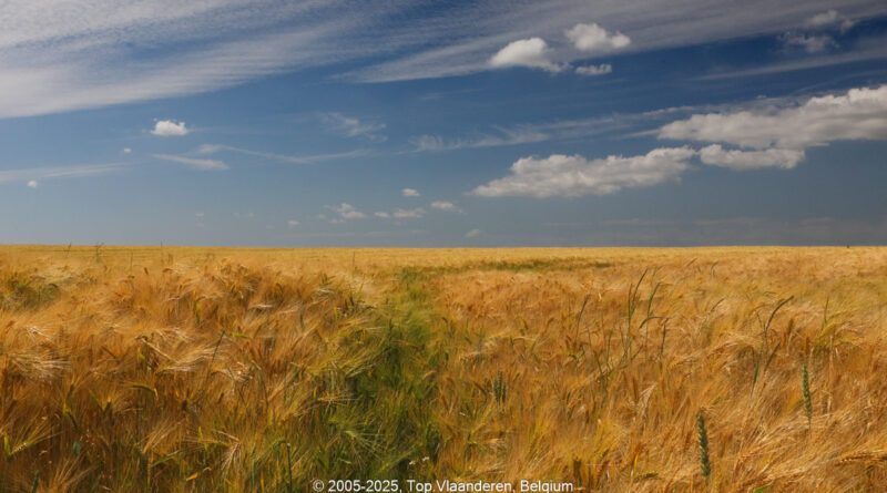 GPS: 50°56'12.21" N 2°21'49.4712" E Altitude: 40,0 m -  -  -   -  -   -  -