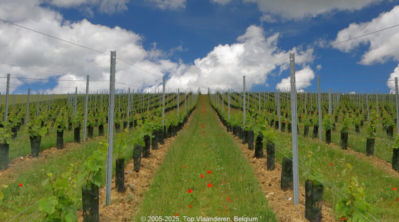 GPS: 50°47'8.6892" N 2°5'6.216" E Altitude: 81,1 m -  -  -   -  -   -  -