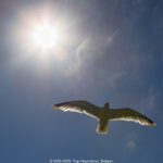 GPS: 50°58'10.2468" N 1°50'27.6648" E Altitude: 2,4 m -  -  -   -  -   -  -