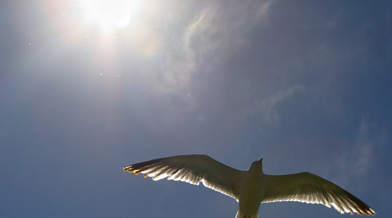 GPS: 50°58'10.2468" N 1°50'27.6648" E Altitude: 2,4 m -  -  -   -  -   -  -