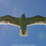 GPS: 50°58'10.2468" N 1°50'27.6648" E Altitude: 2,4 m -  -  -   -  -   -  -