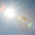 GPS: 50°58'7.2372" N 1°50'29.6628" E Altitude: -4,3 m -  -  -   -  -   -  -