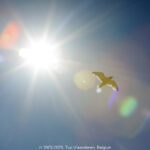 GPS: 50°58'7.2372" N 1°50'29.6628" E Altitude: -4,3 m -  -  -   -  -   -  -